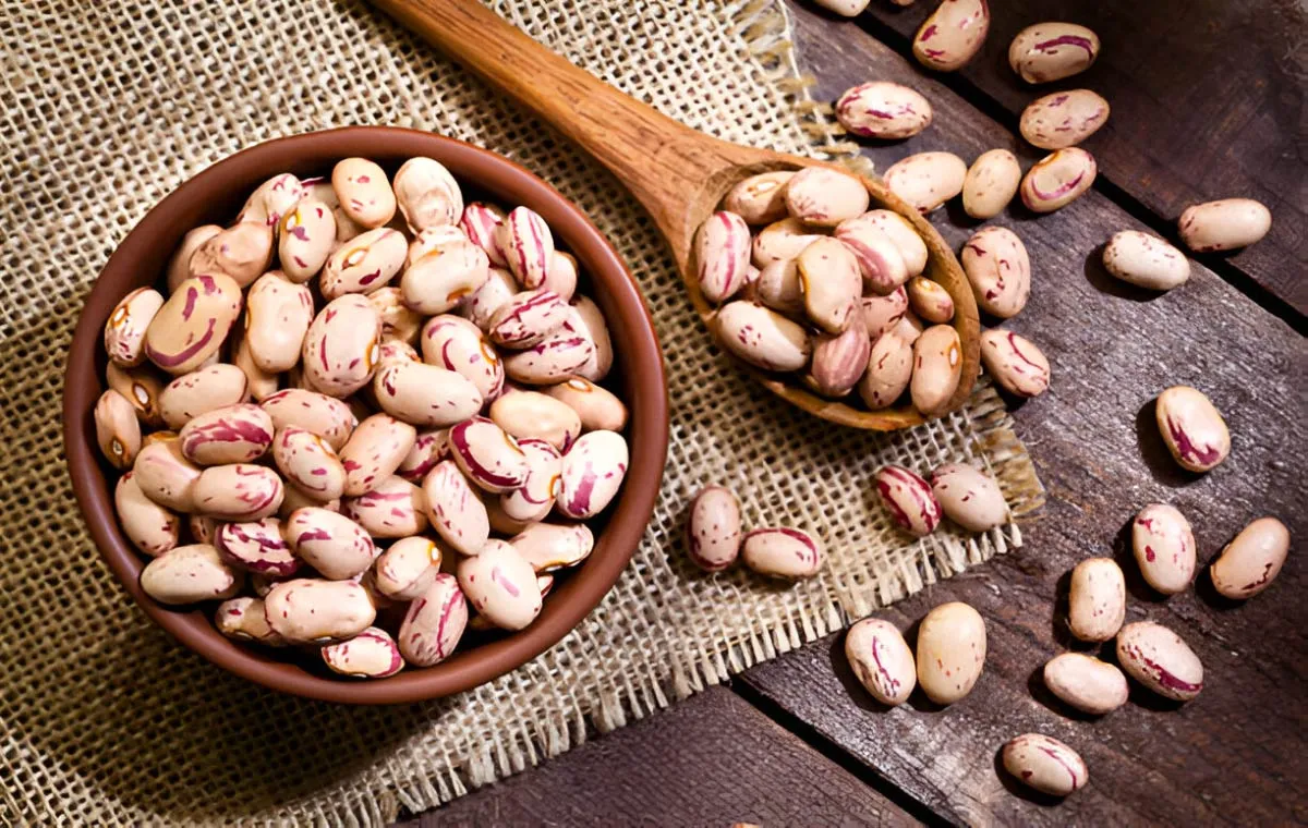 لوبیا چیتی - Pinto Bean