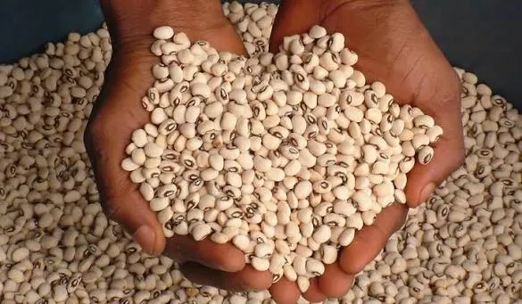 لوبیا چشم‌بلبلی - Cowpea - تصویر 2