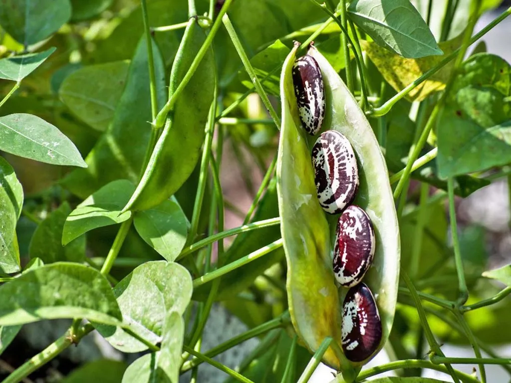 لوبیا لیما / کره‌ای - Lima Bean / Butter Bean - تصویر 2