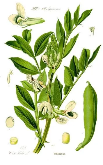 باقلا (لوبیا فاوا) - Fava Bean - تصویر 3