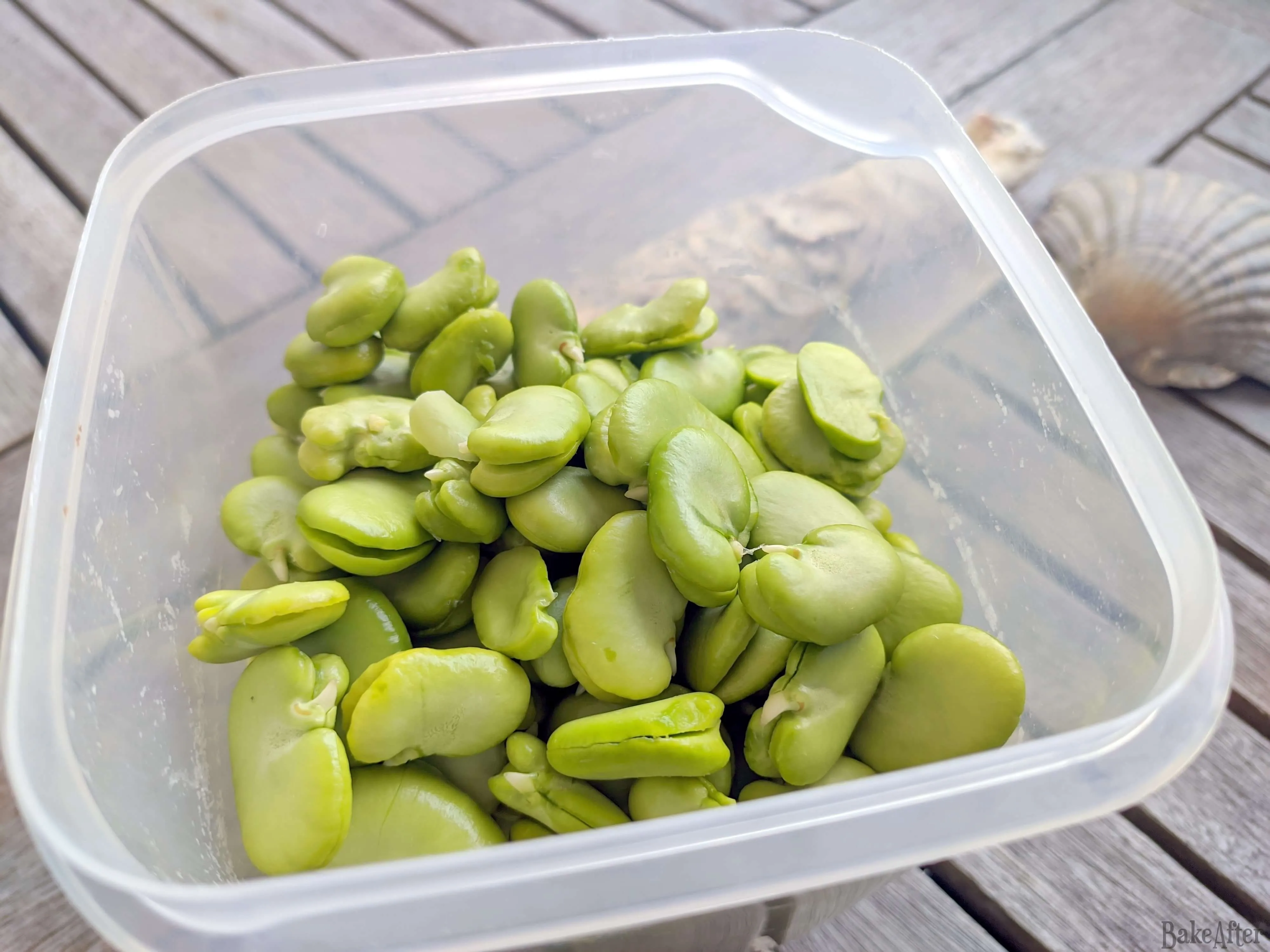باقلا (لوبیا فاوا) - Fava Bean - تصویر 5