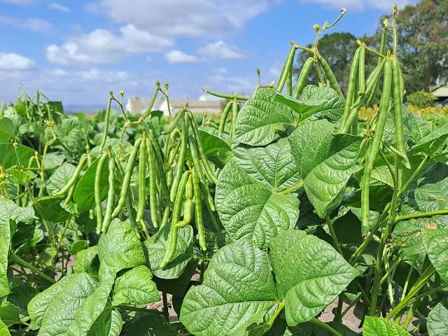 ماش - Mung Bean - تصویر 4