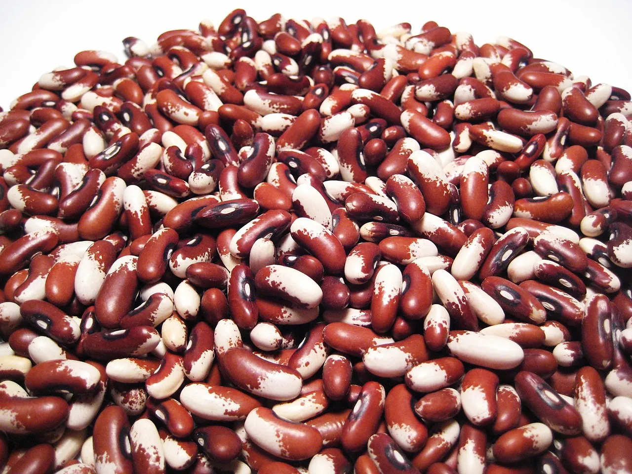 لوبیا آناسازی - Anasazi Bean