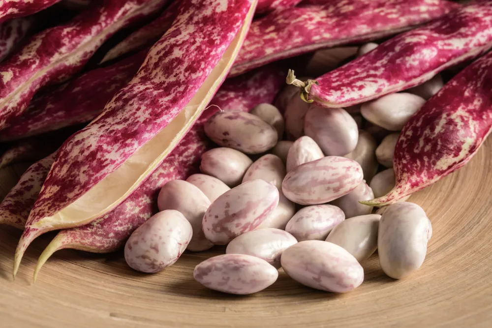 لوبیا کرنبری - Cranberry Bean - تصویر 5
