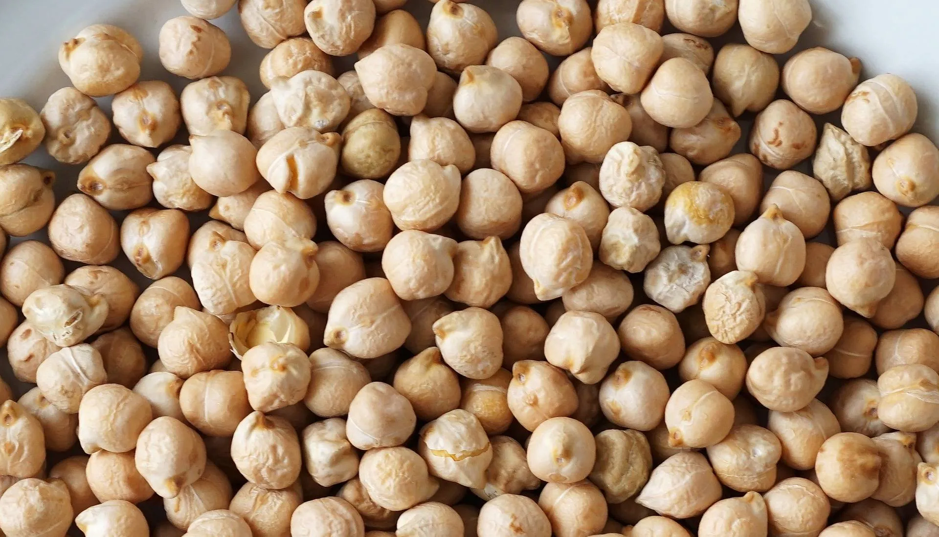 نخود (چیک‌پیا) - Chickpea