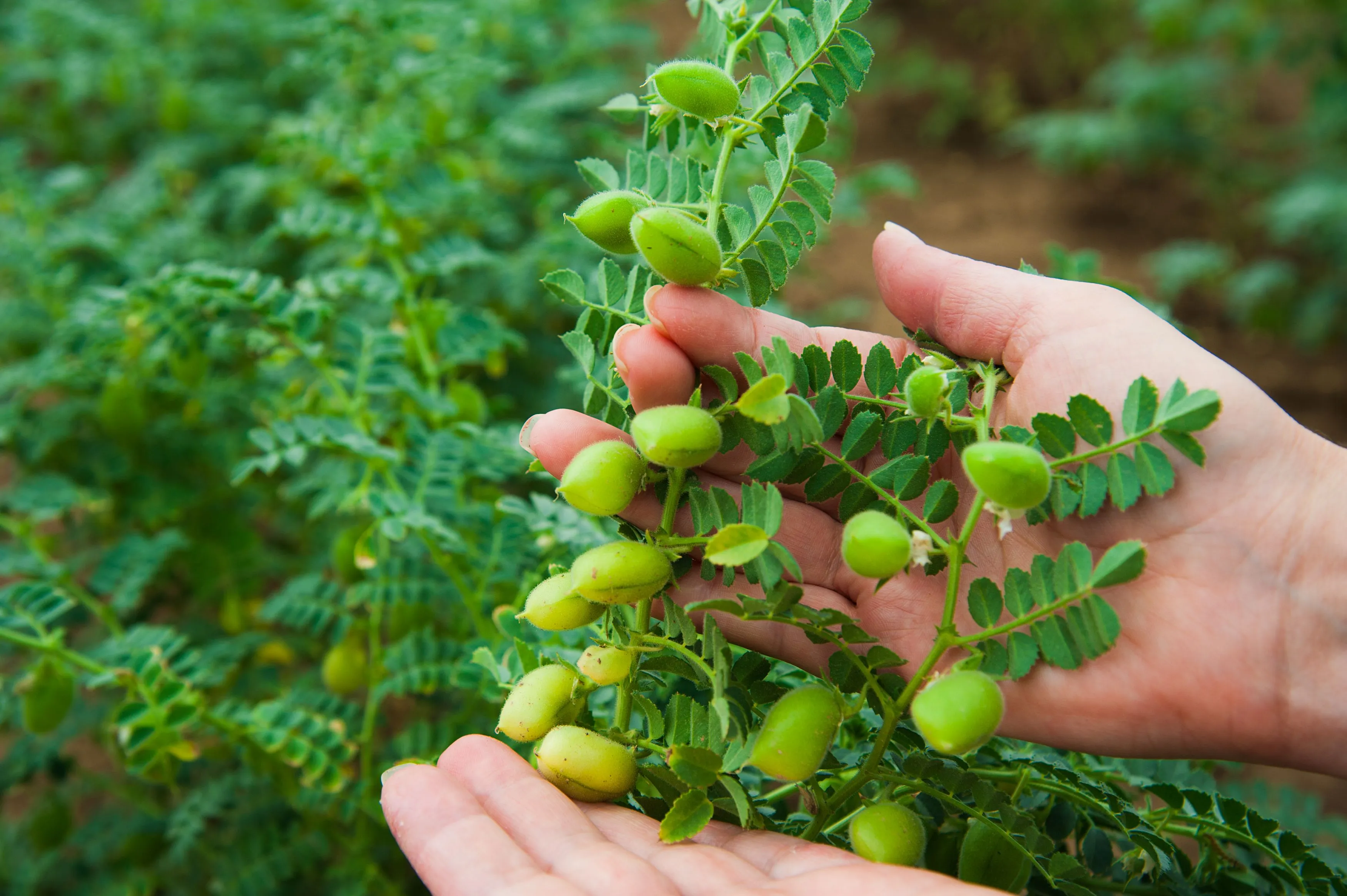 نخود (چیک‌پیا) - Chickpea - تصویر 4