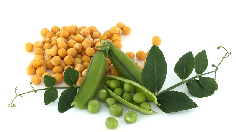 نخود فرنگی (لپه) - Split Pea - تصویر 2